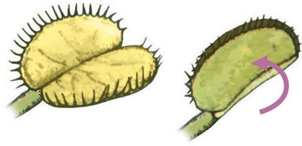 Haptonastia