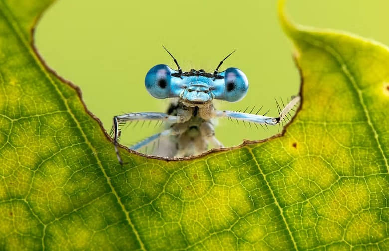 insectos